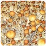 Псилоцибиновые (галлюциногенные)  грибы Psilocybin "Golden Teacher" в Кириллове