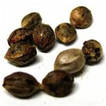 Семена марихуаны АК-47  (Seeds AK-47) в Кириллове